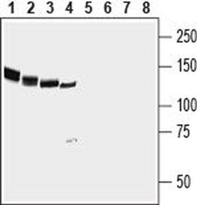 NrCAM (extracellular) Antibody in Western Blot (WB)