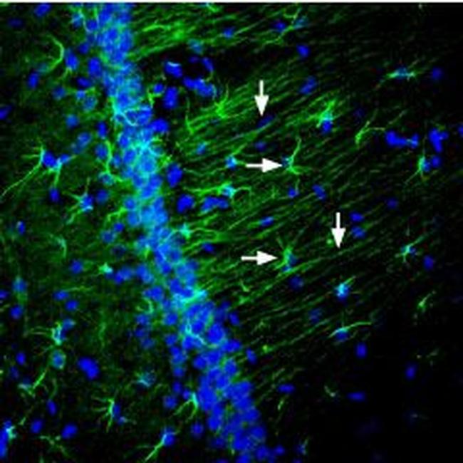 Nectin-2/PVRL2 (extracellular) Antibody in Immunohistochemistry (Frozen) (IHC (F))