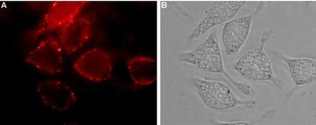 Neuropilin-1 (NRP1) (extracellular) Antibody in Immunocytochemistry (ICC/IF)