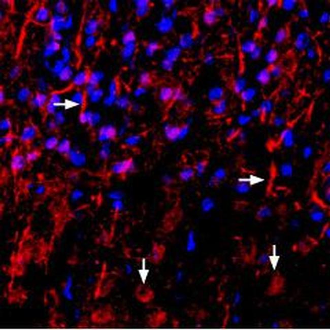 NRG1 (Neuregulin-1) (extracellular) Antibody in Immunohistochemistry (Frozen) (IHC (F))