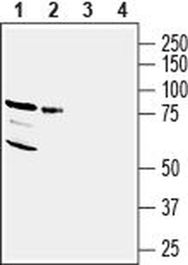 NRG3 (extracellular) Antibody in Western Blot (WB)