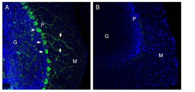 Netrin-1 Antibody in Immunohistochemistry (Frozen) (IHC (F))