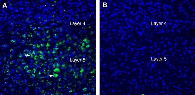 LRRTM2 (extracellular) Antibody in Immunohistochemistry (Frozen) (IHC (F))