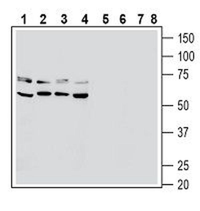 RAGE (extracellular) Antibody in Western Blot (WB)