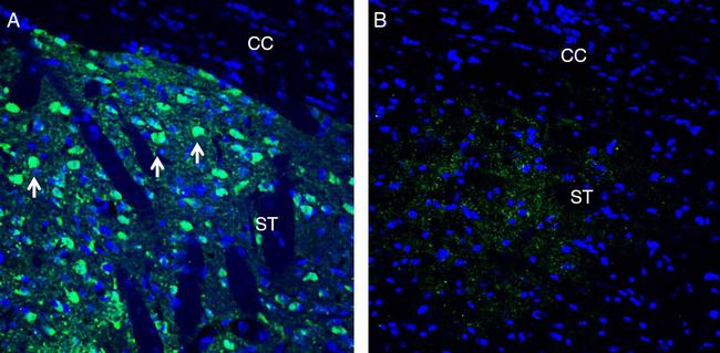 Neuronal Pentraxin 1 (NPTX1) Antibody in Immunohistochemistry (Frozen) (IHC (F))