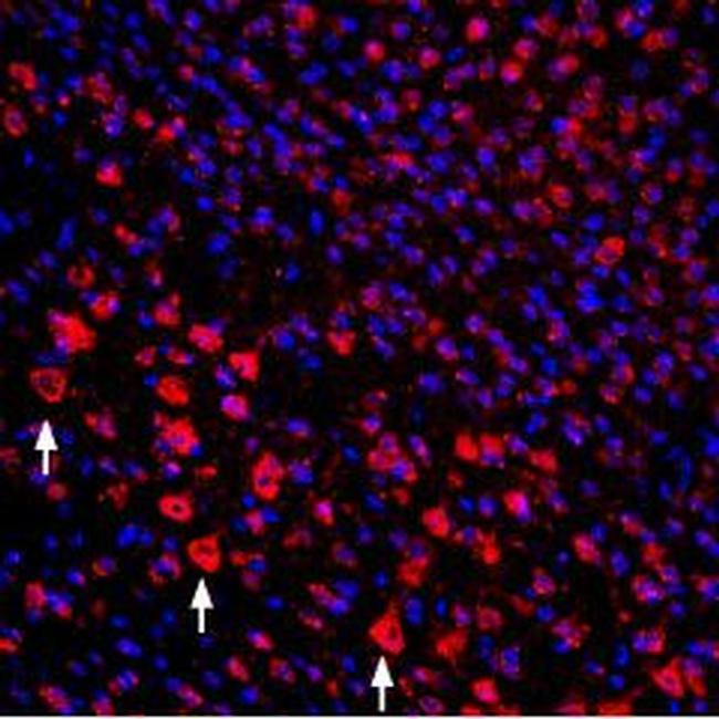 proNGF Antibody in Immunohistochemistry (Frozen) (IHC (F))