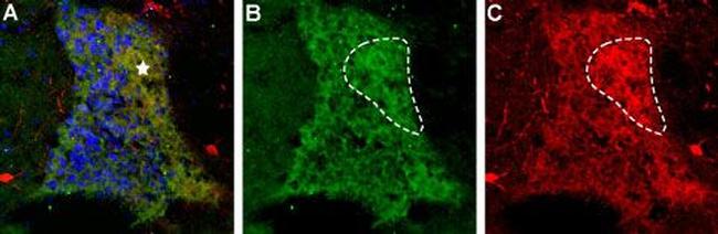 proNT-3 Antibody in Immunohistochemistry (IHC)