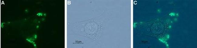 Neurotensin Receptor 1 (extracellular) Antibody in Immunocytochemistry (ICC/IF)