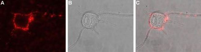 TrkB (extracellular) Antibody in Immunocytochemistry (ICC/IF)