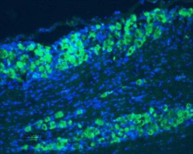 TrkB (extracellular) Antibody in Immunohistochemistry (Frozen) (IHC (F))