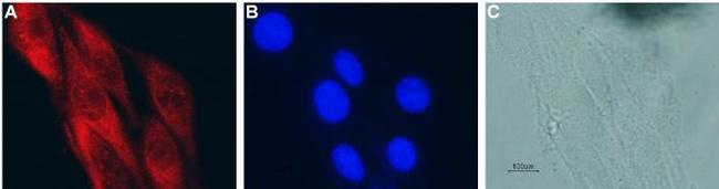 CNTF Antibody in Immunocytochemistry (ICC/IF)