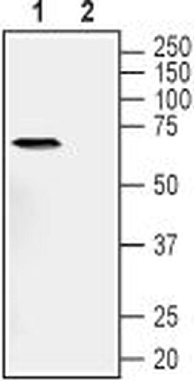 TNF Receptor I (extracellular) Antibody in Western Blot (WB)