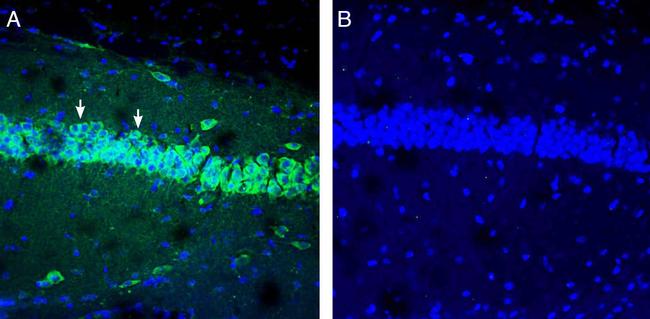 IGF1 Antibody in Immunohistochemistry (Frozen) (IHC (F))