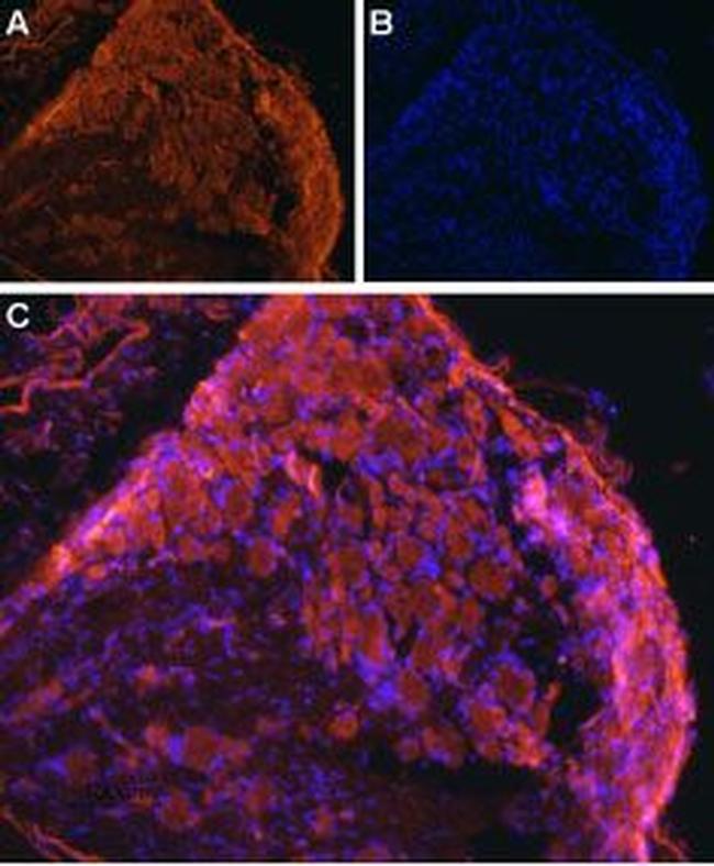 ENT1 (SLC29A1) Antibody in Immunohistochemistry (Frozen) (IHC (F))