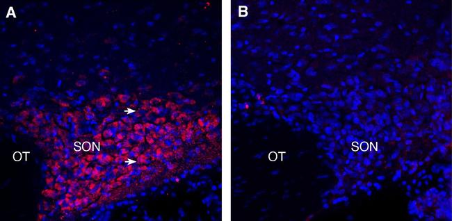 PMAT (SLC29A4) Antibody in Immunohistochemistry (Frozen) (IHC (F))