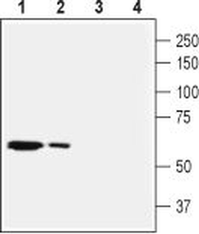 SLC28A2 (CNT2) Antibody in Western Blot (WB)