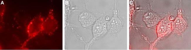 NKCC1 (SLC12A2) (extracellular) Antibody in Immunocytochemistry (ICC/IF)