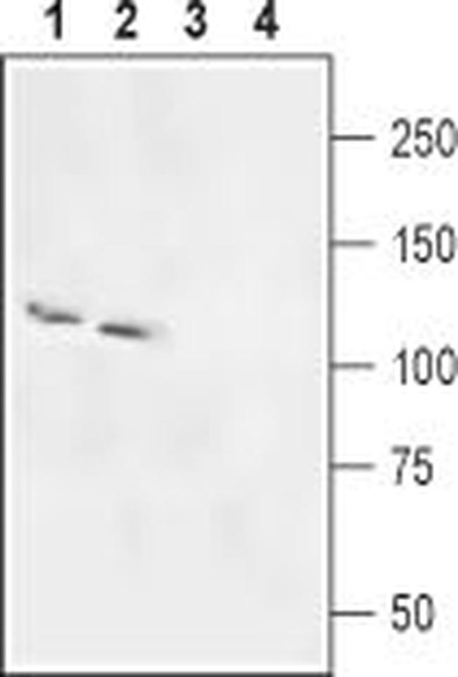 SLC4A5 (NBC4) Antibody in Western Blot (WB)