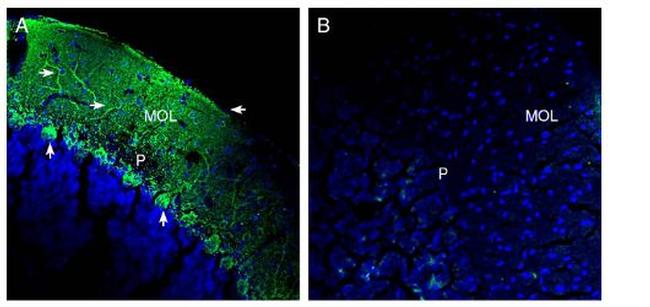 SLC38A1 Antibody in Immunohistochemistry (Frozen) (IHC (F))