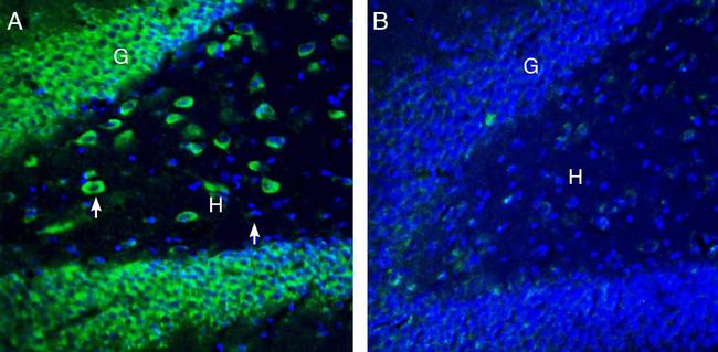 SLC11A1/NRAMP1 (extracellular) Antibody in Immunohistochemistry (Frozen) (IHC (F))