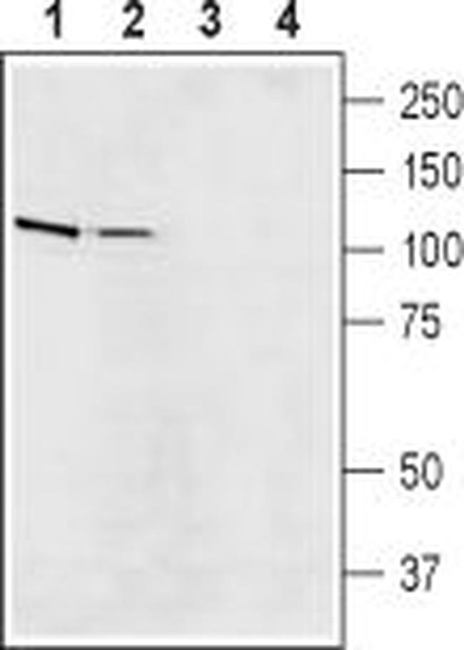 Na+/H+ Exchanger 5 (NHE-5) Antibody in Western Blot (WB)