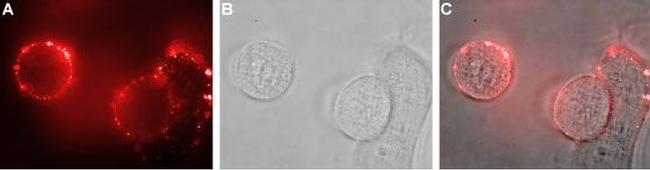 Na+/H+ Exchanger 1 (NHE-1) (extracellular) Antibody in Immunocytochemistry (ICC/IF)