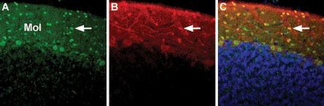 NCX3 (SLC8A3) Antibody in Immunohistochemistry (Frozen) (IHC (F))