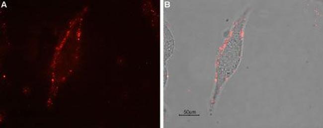 mu-Opioid Receptor (OPRM1) (extracellular) Antibody in Immunocytochemistry (ICC/IF)