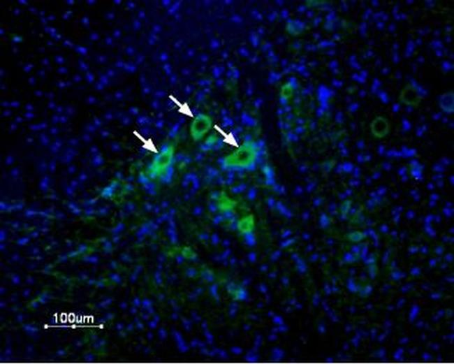 delta-Opioid Receptor (OPRD1) (extracellular) Antibody in Immunohistochemistry (Frozen) (IHC (F))