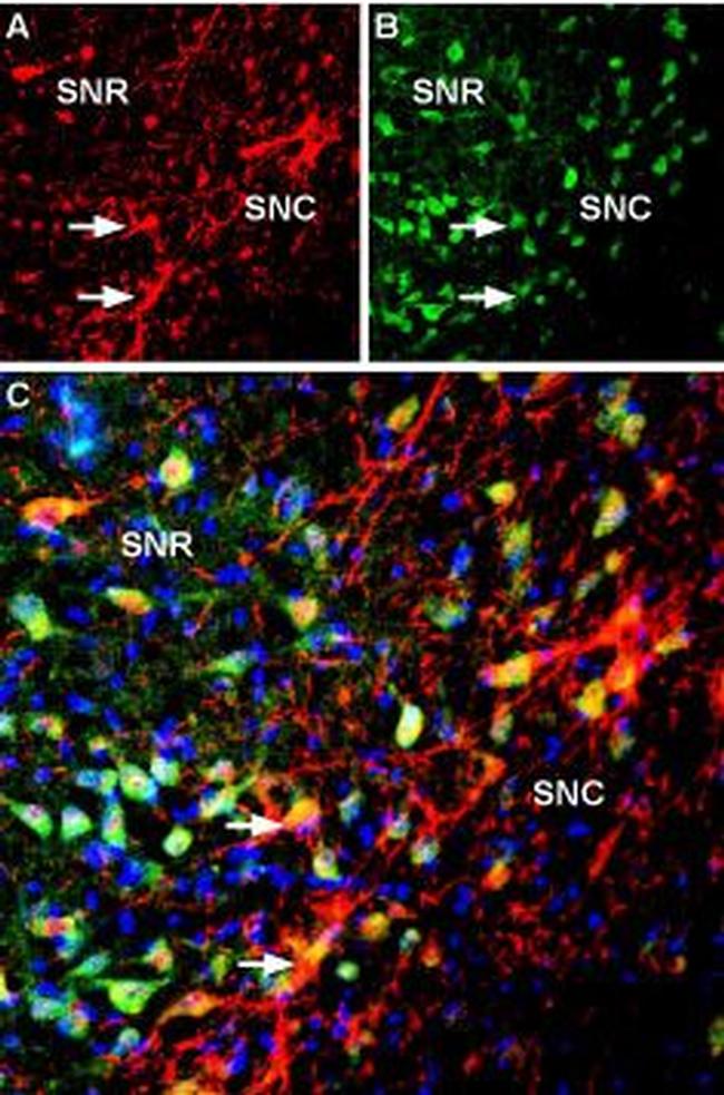 GIRK2 (Kir3.2) Antibody in Immunohistochemistry (Frozen) (IHC (F))