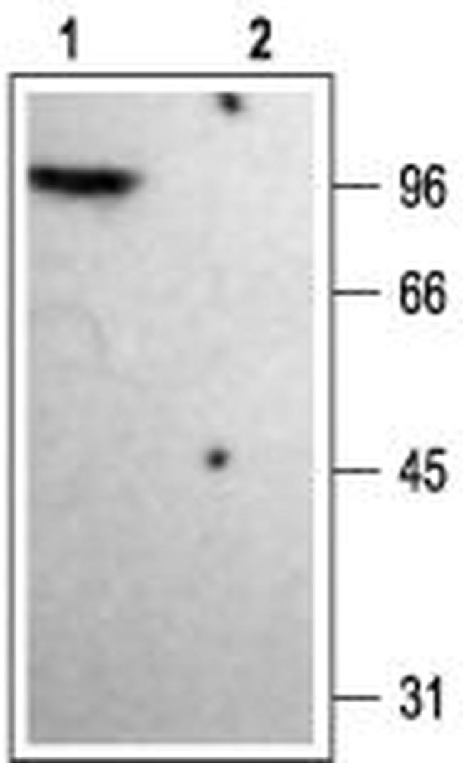 KV1.4 Antibody in Western Blot (WB)