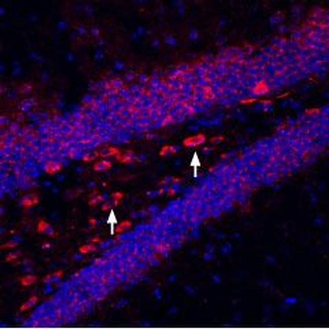 Kir6.2 Antibody in Immunohistochemistry (Frozen) (IHC (F))