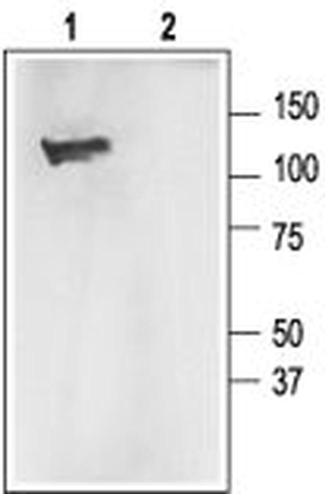 KCNMA1 (KCa1.1) (1097-1196) Antibody in Western Blot (WB)