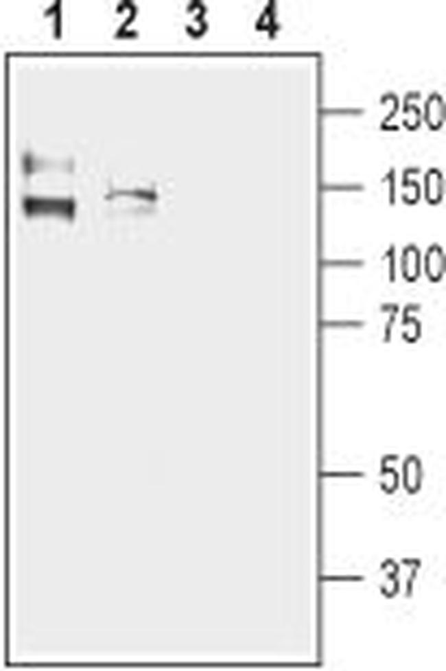 KCNMA1 (KCa1.1) (1097-1196) Antibody in Western Blot (WB)