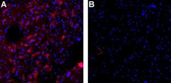 KCNN3 (KCa2.3, SK3) Antibody in Immunohistochemistry (Frozen) (IHC (F))