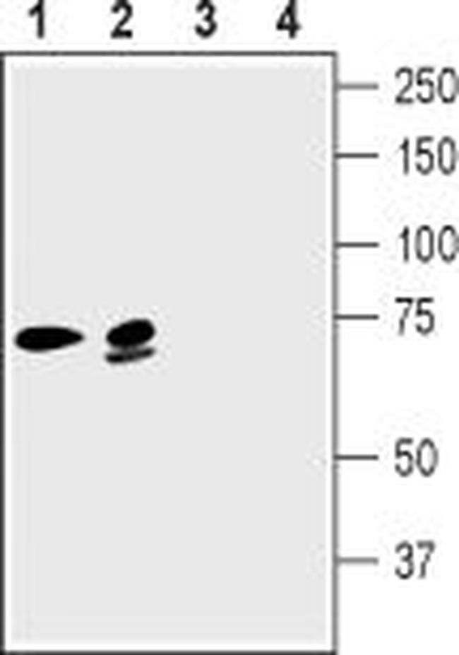 KCNN2 (KCa2.2, SK2) Antibody in Western Blot (WB)