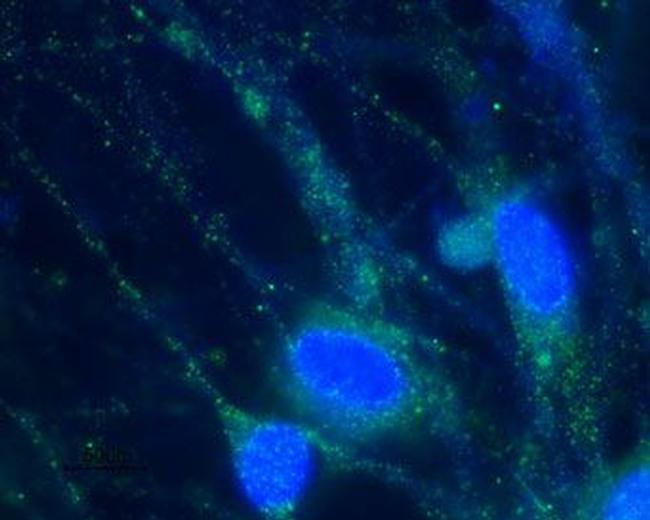 HCN2 Antibody in Immunocytochemistry (ICC/IF)