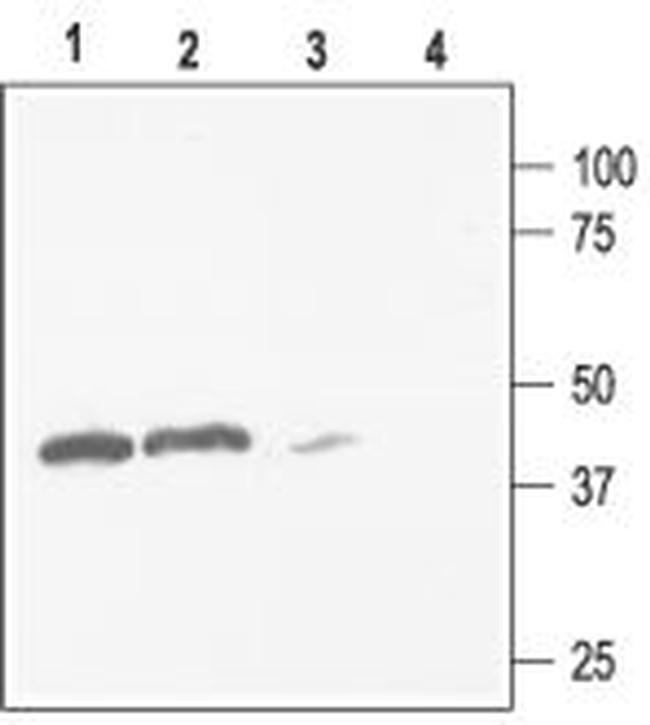 Kir2.3 (KCNJ4) Antibody in Western Blot (WB)