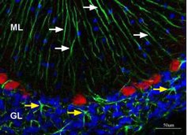 Kir4.1 (KCNJ10) Antibody in Immunohistochemistry (Frozen) (IHC (F))