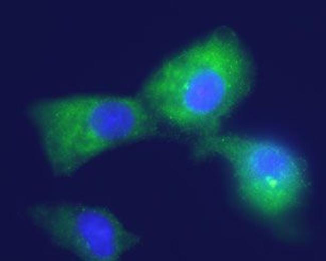 Kir4.1 (KCNJ10) Antibody in Immunocytochemistry (ICC/IF)