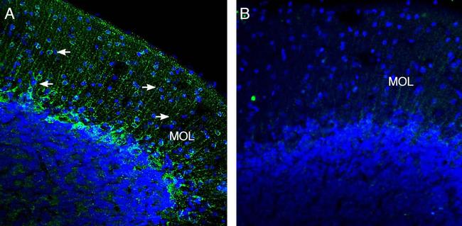 Kir2.2 (KCNJ12) Antibody in Immunohistochemistry (Frozen) (IHC (F))