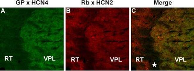 HCN4 Antibody in Immunohistochemistry (Frozen) (IHC (F))