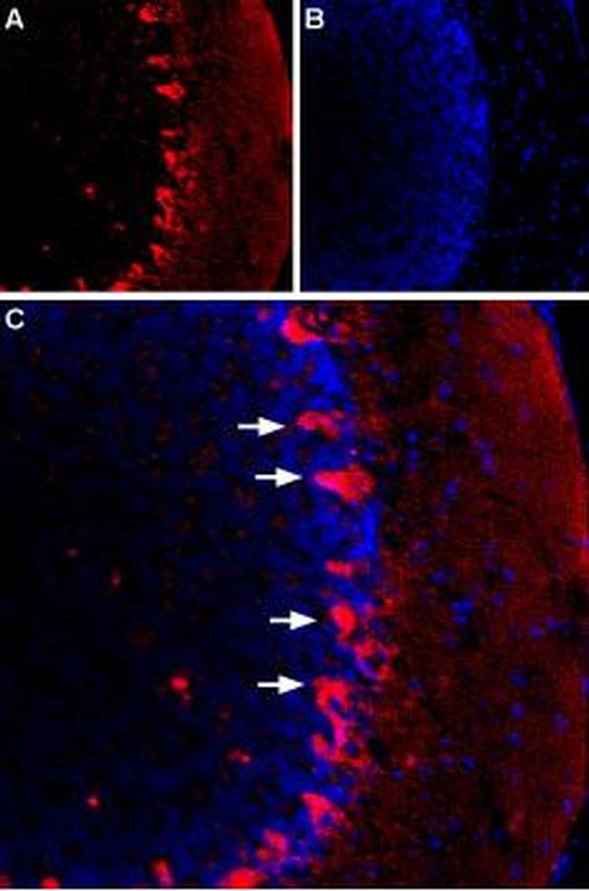 HCN1 Antibody in Immunohistochemistry (IHC)