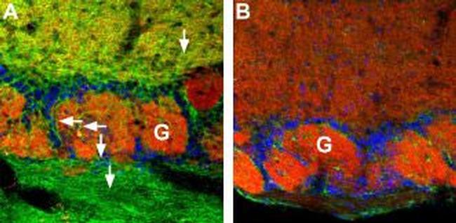 CNGA4 Antibody in Immunohistochemistry (IHC)