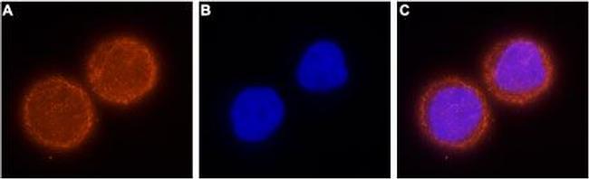 KCNH1 (EAG-1) Antibody in Immunocytochemistry (ICC/IF)