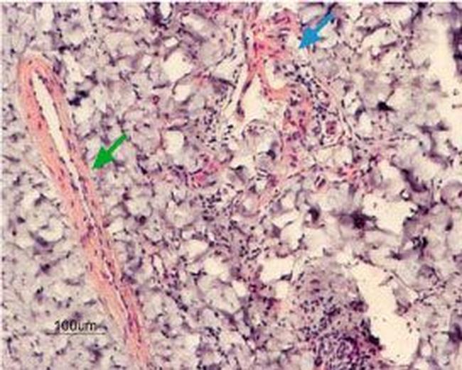 KCNMA1 (KCa1.1) (1184-1200) Antibody in Immunohistochemistry (IHC)