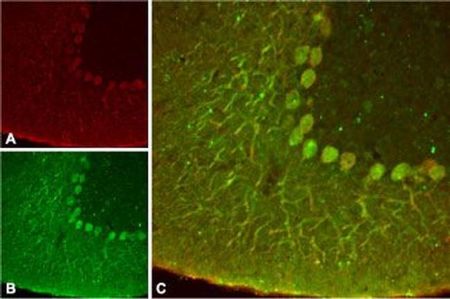 KCNK4(TRAAK) Antibody in Immunohistochemistry (IHC)