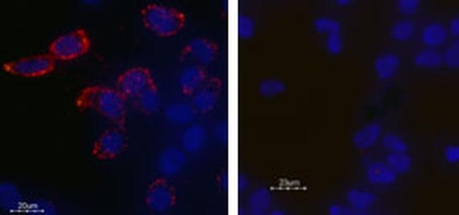 KCNH2 (HERG) (extracellular) Antibody in Immunocytochemistry (ICC/IF)