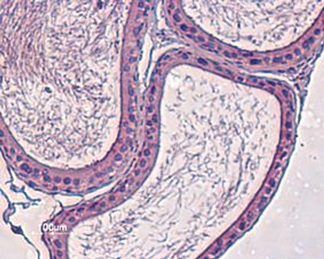 KV12.3 (KCNH4) Antibody in Immunohistochemistry (Paraffin) (IHC (P))