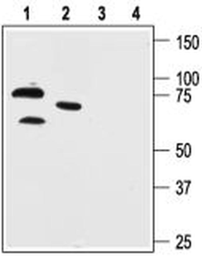 KV4.1 (KCND1) Antibody in Western Blot (WB)